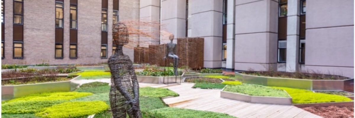 Medicine and Healthcare Online Summer Schools and Taster Weeks