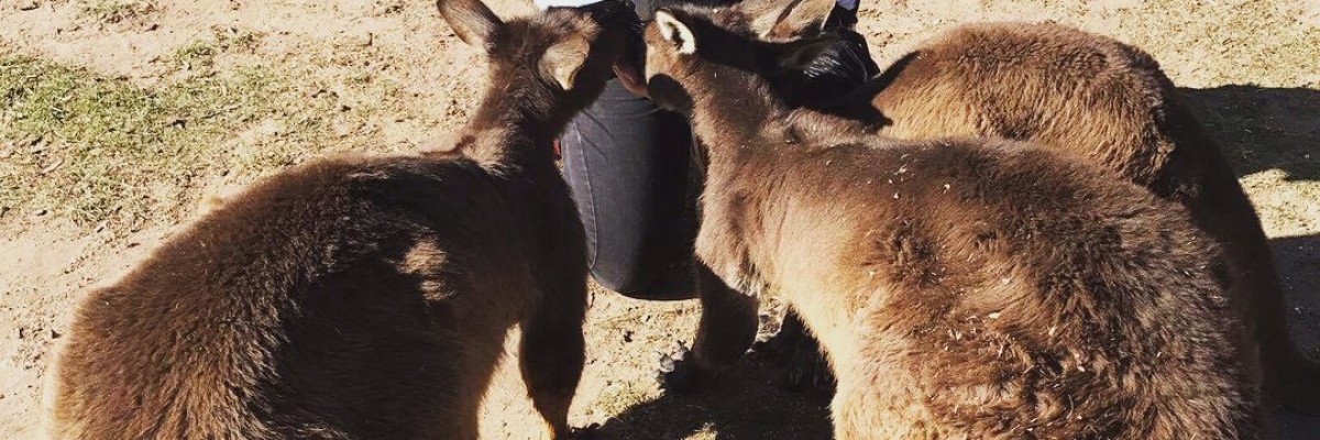 Global Opportunities at University